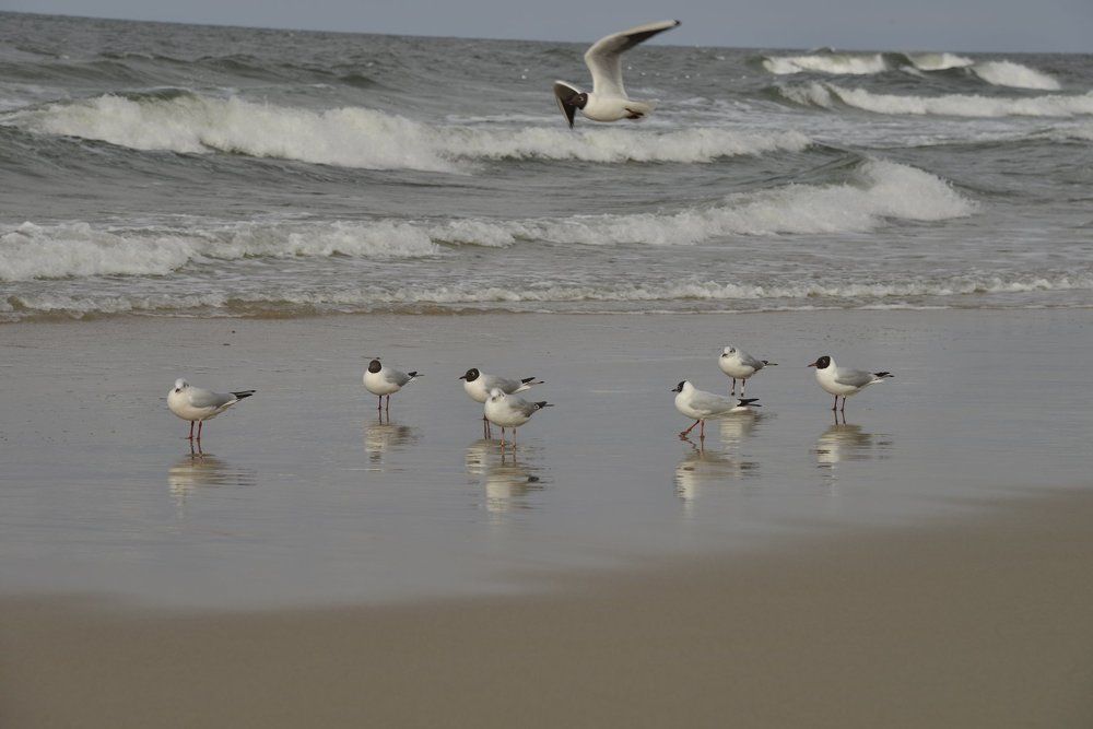 балтийские чайки