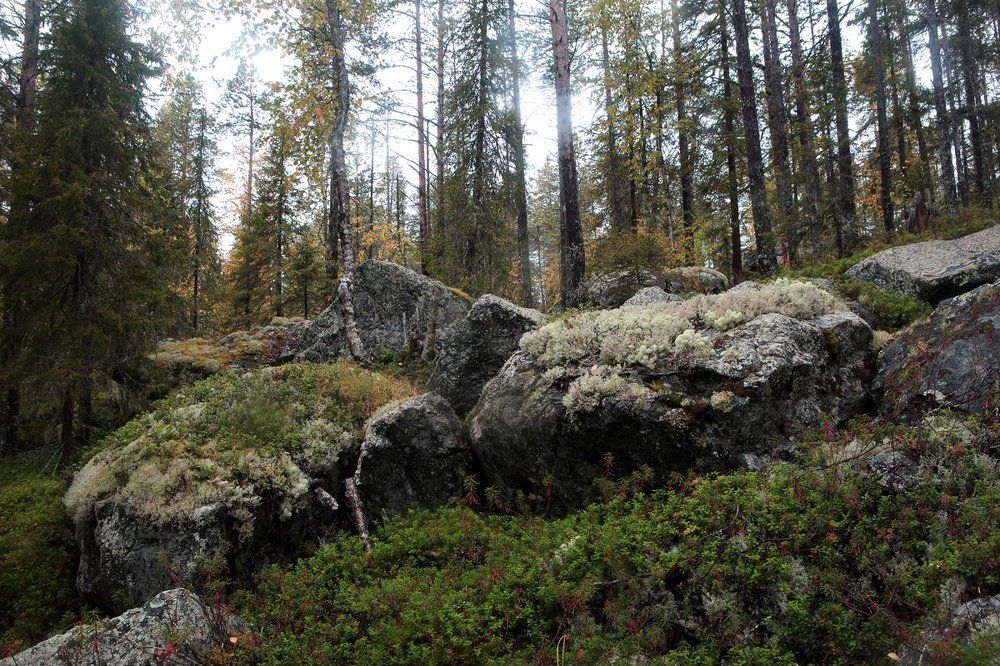 седые валуны