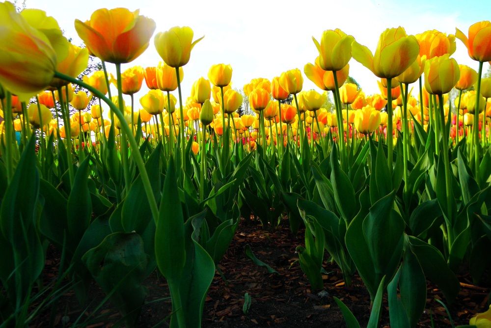 Пора тюльпанов