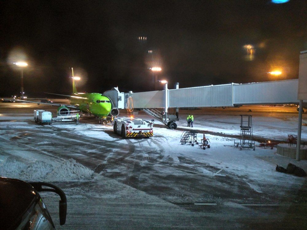 Зимняя зелень