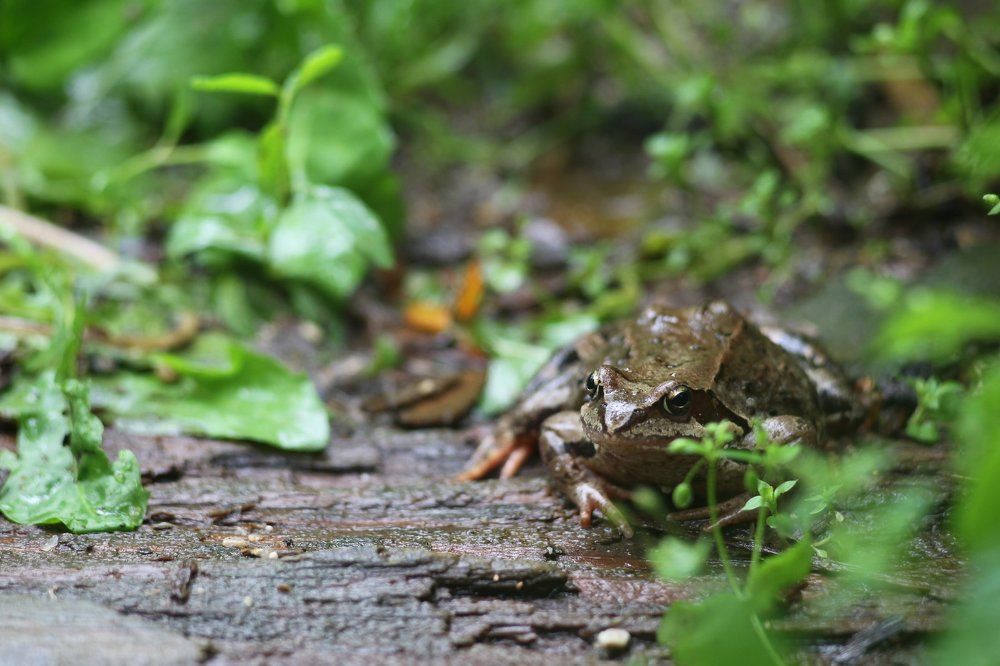 Королевна Лягушка