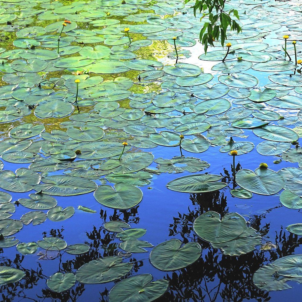 Самба красок, карнавал света