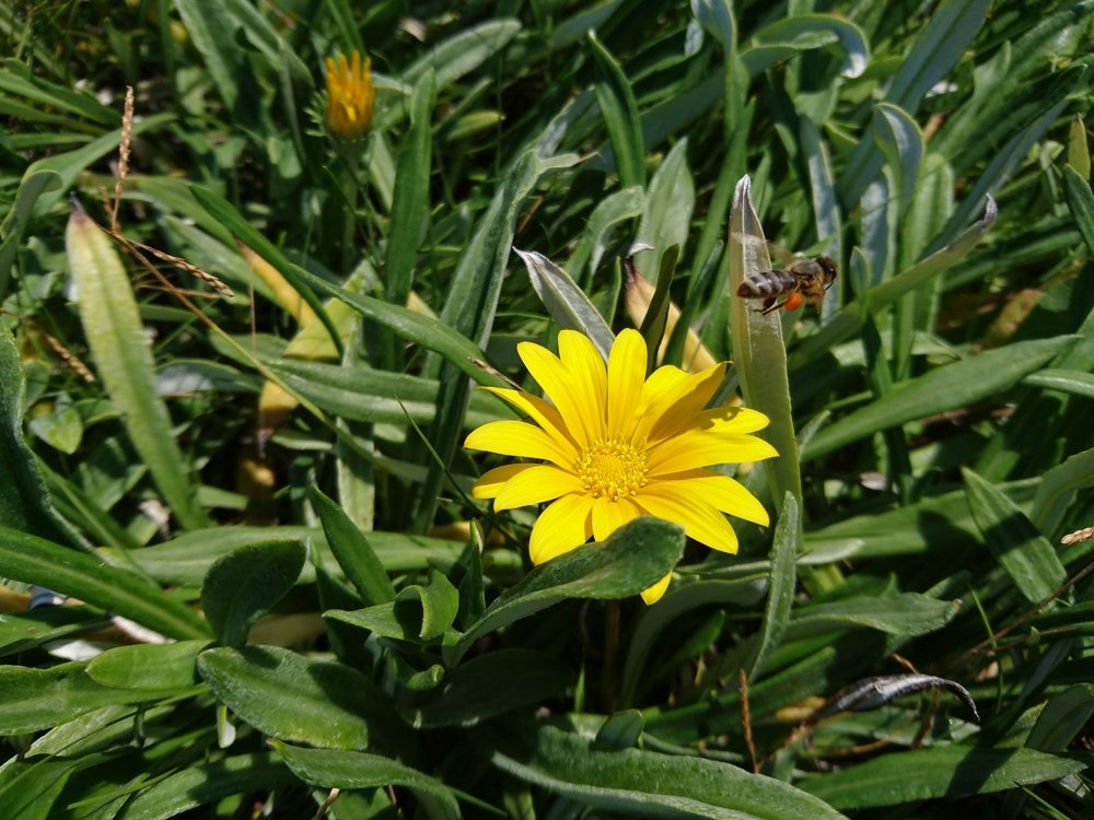 Bee find the flowers