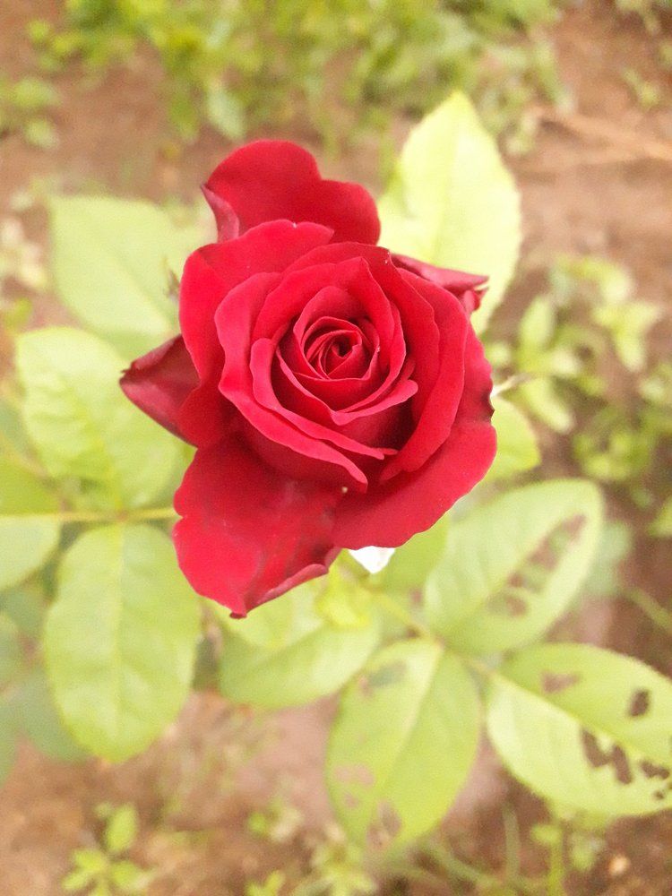 Red Rose Beauty