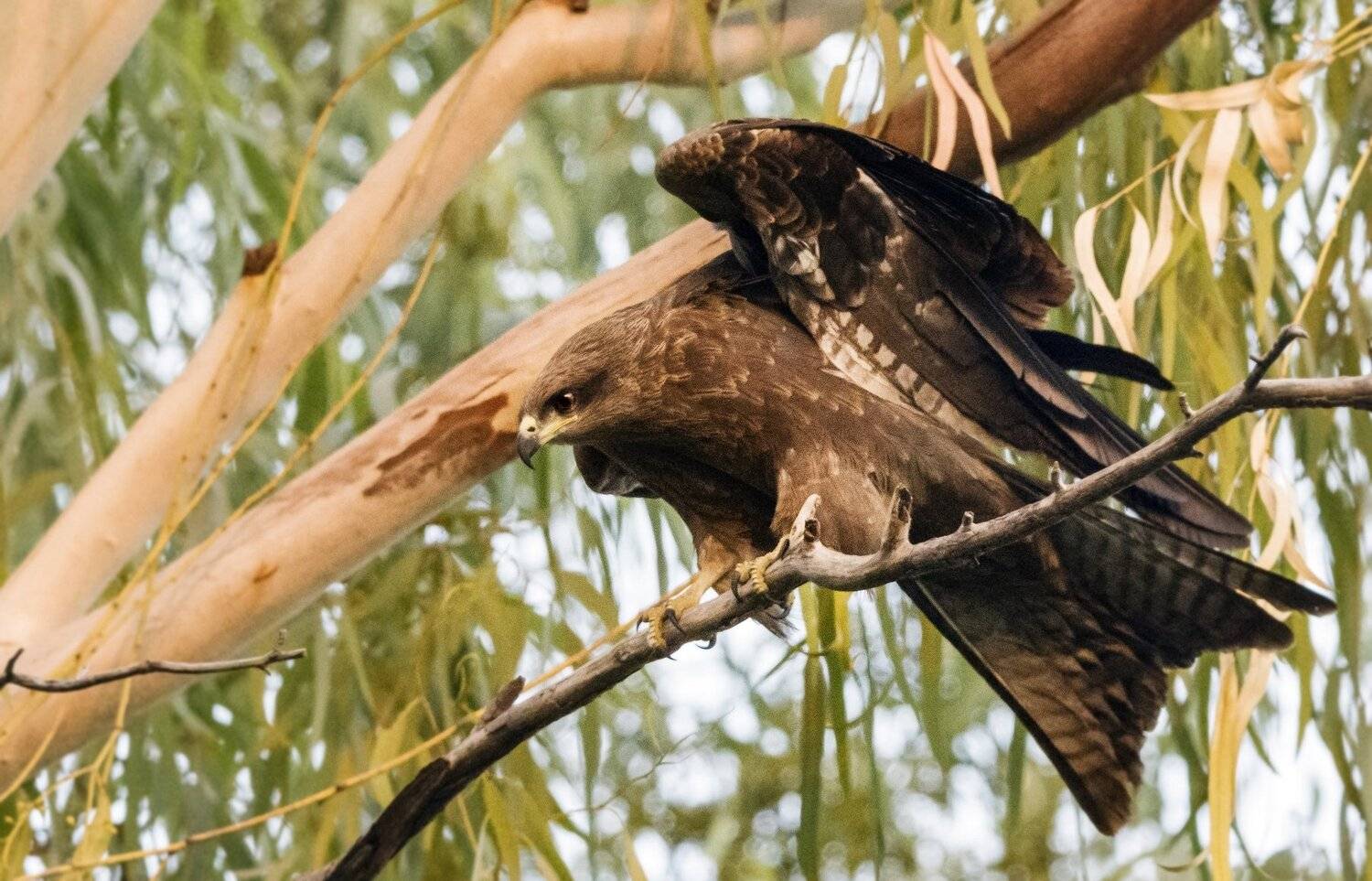 Black Kite