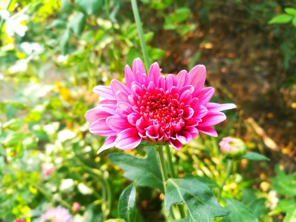 Nature