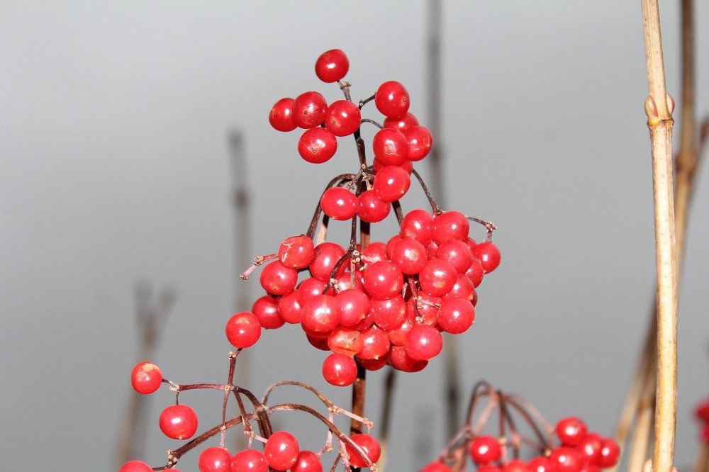 Калина красная.