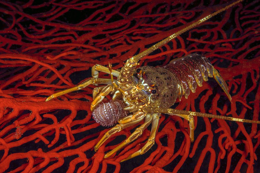 The Carnivorous West Coast Rock Lobster