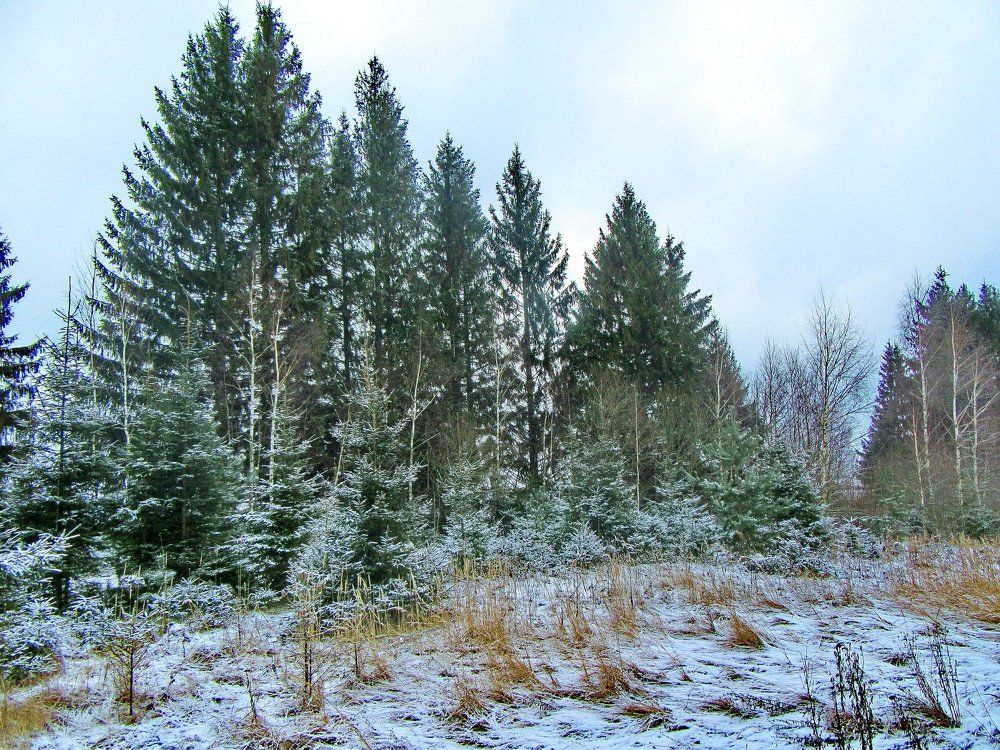 Лесные красавицы