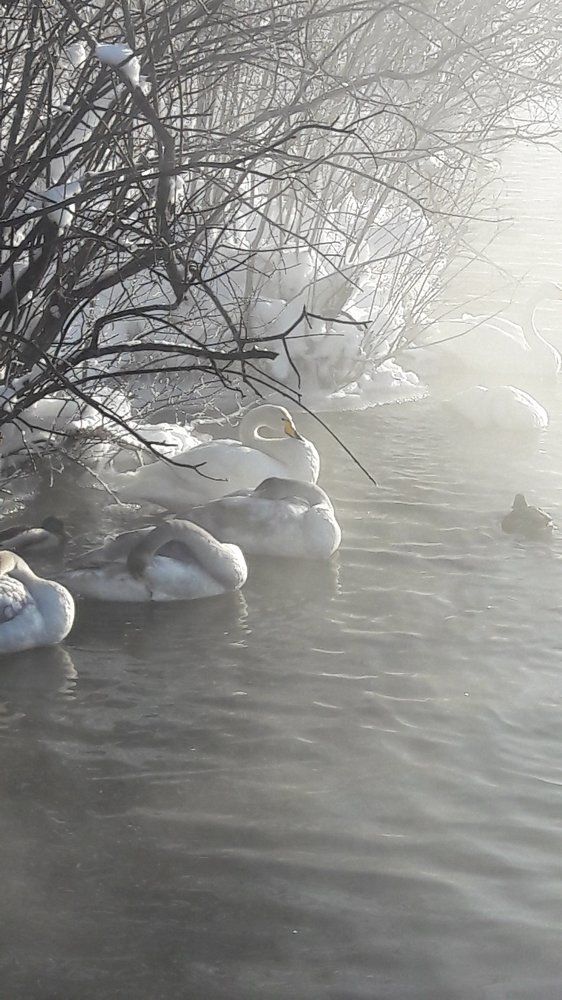 зимовка лебедей на Алтае