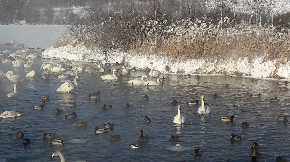оз.Светлое зимовка лебедей на Алтае