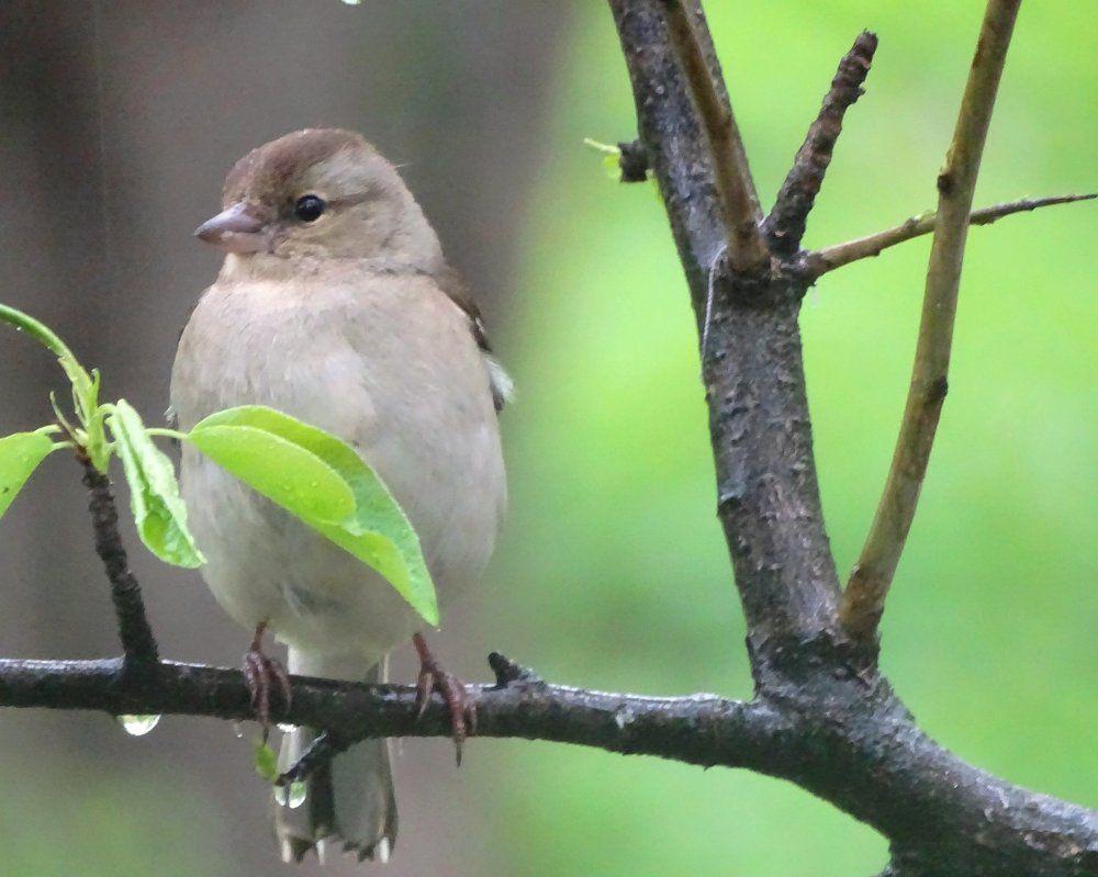 Серо-зелёное...