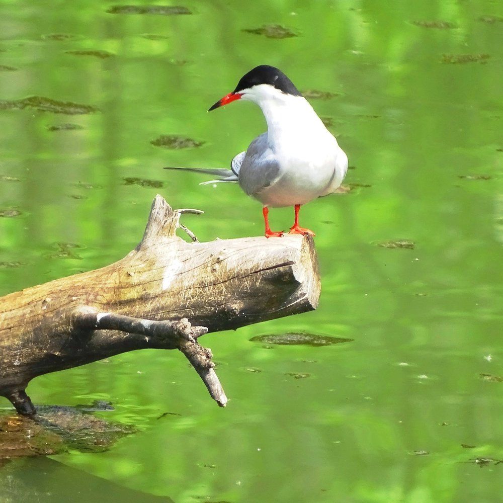 Весна и речная крачка