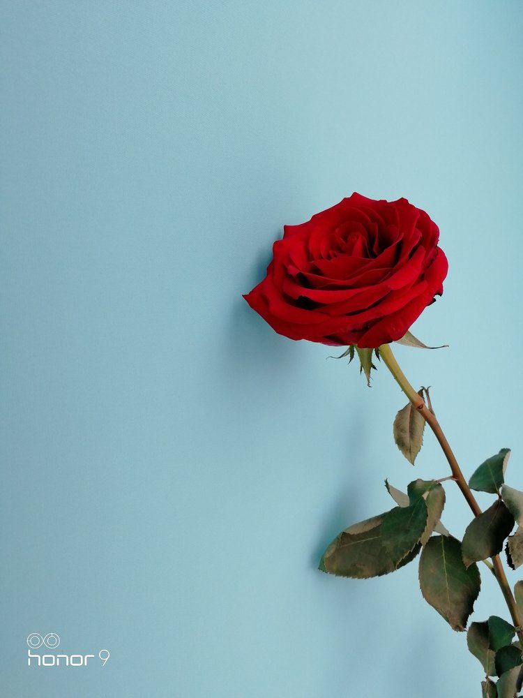 кровавая роза