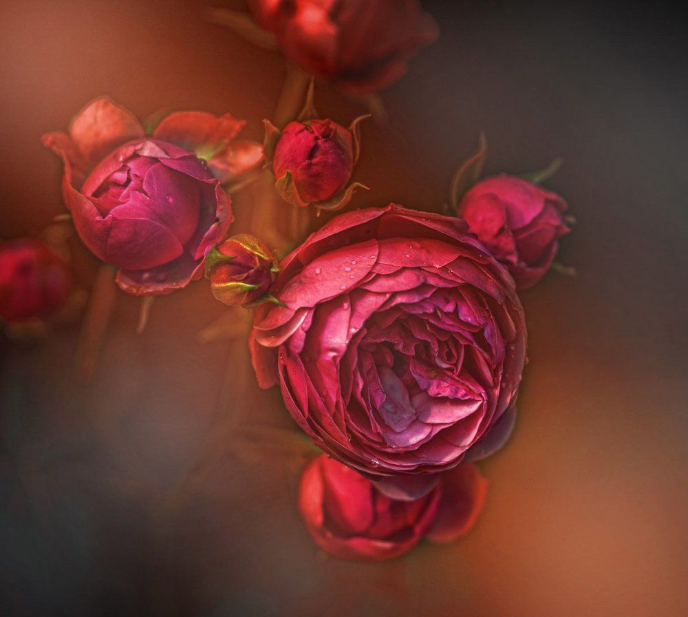 кое- что о розах