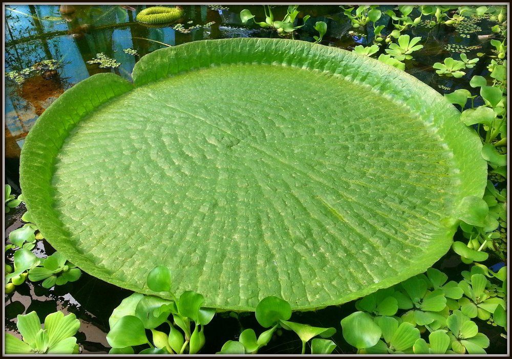 Giant leaf