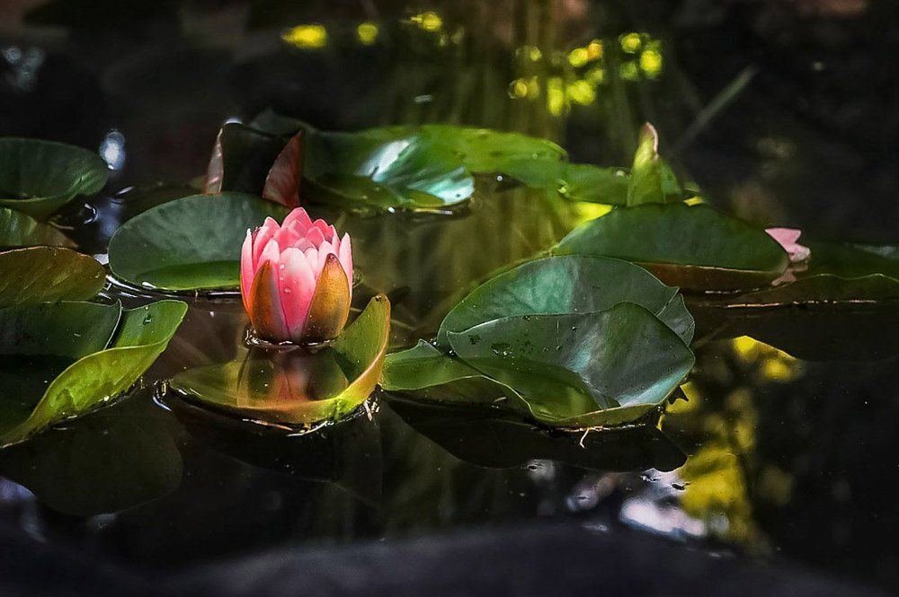 когда зацвел лотос