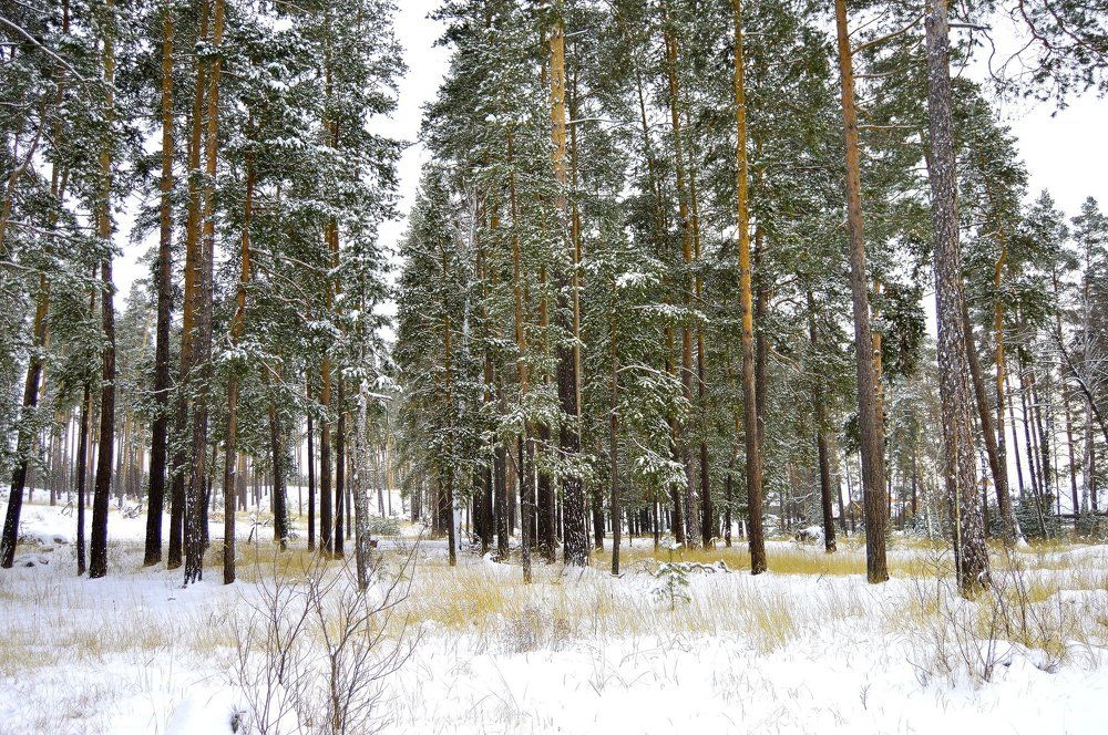 КРАСАВЕЦ БОР