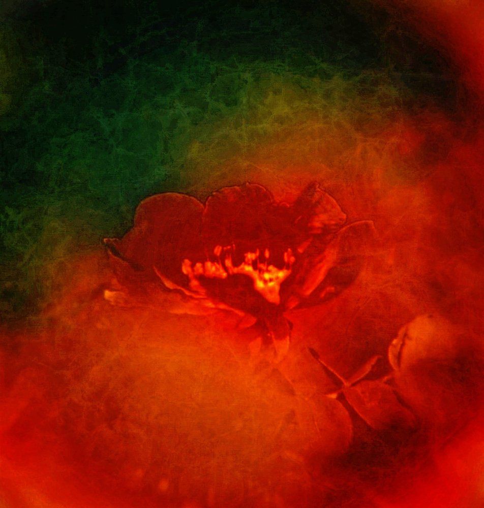 Květ divoké růže při západu slunce