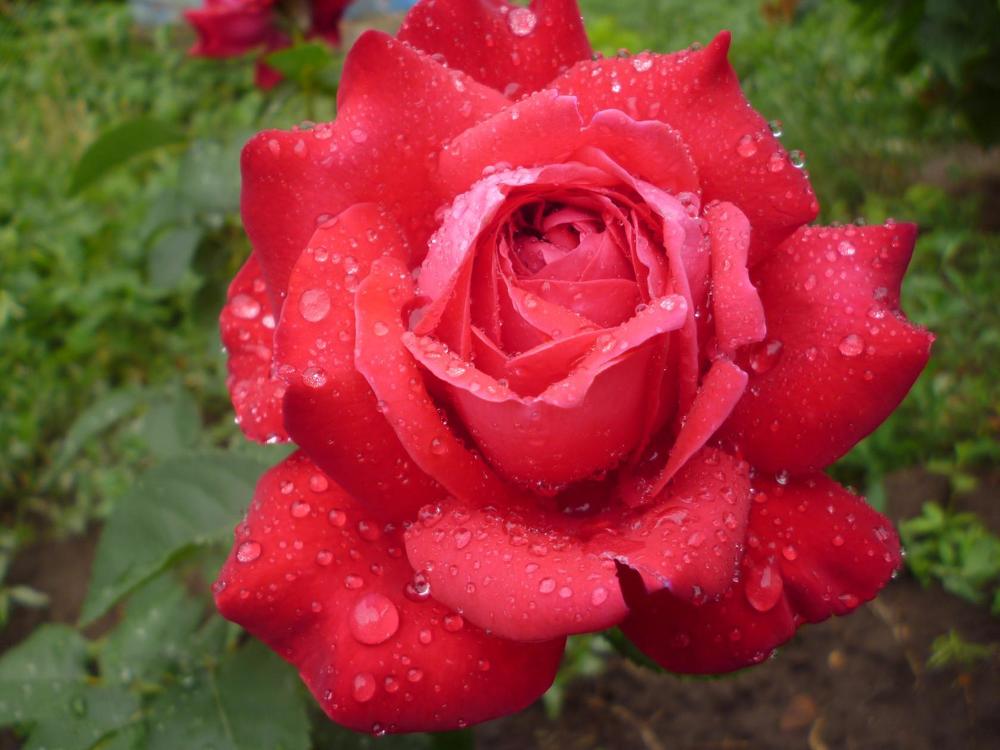 Photograph by Вячеслав Розмин