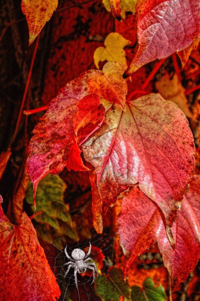 Listy psího vína a pavouček