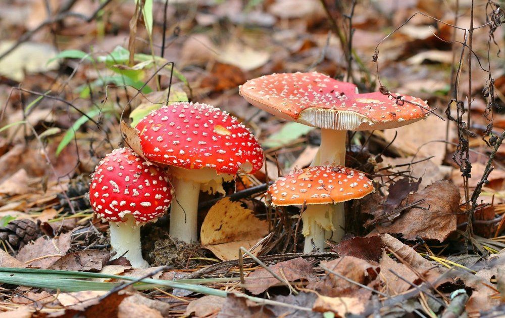 Семья на прогулке