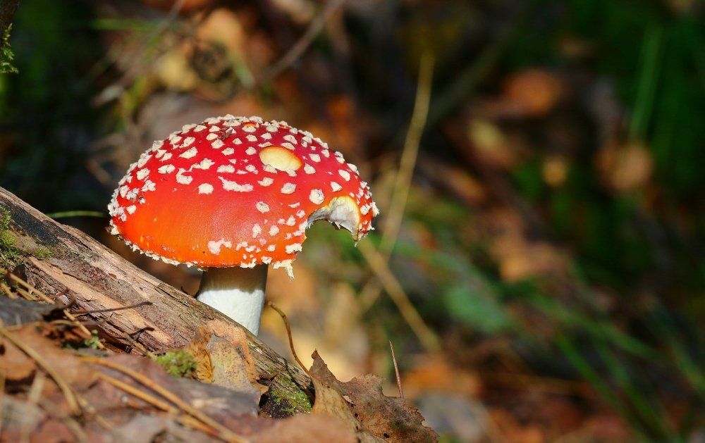 Надкушен но не сломлен!