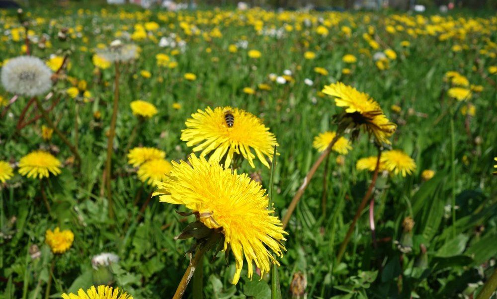 Photograph by Вячеслав Розмин