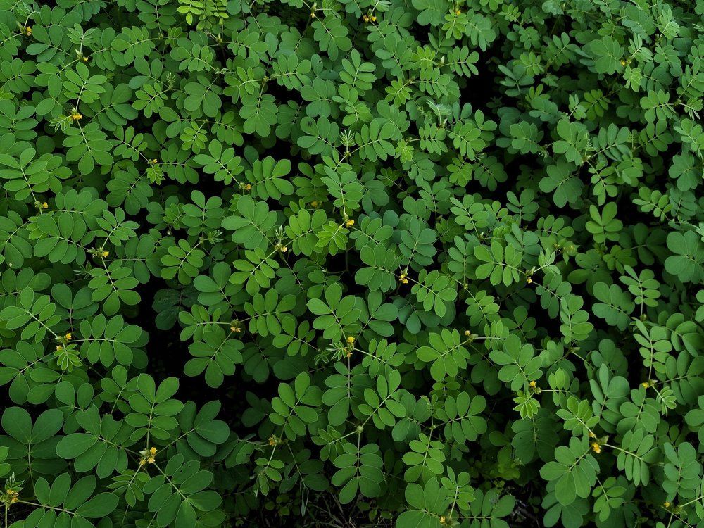 Beautiful things don't have to seek attention