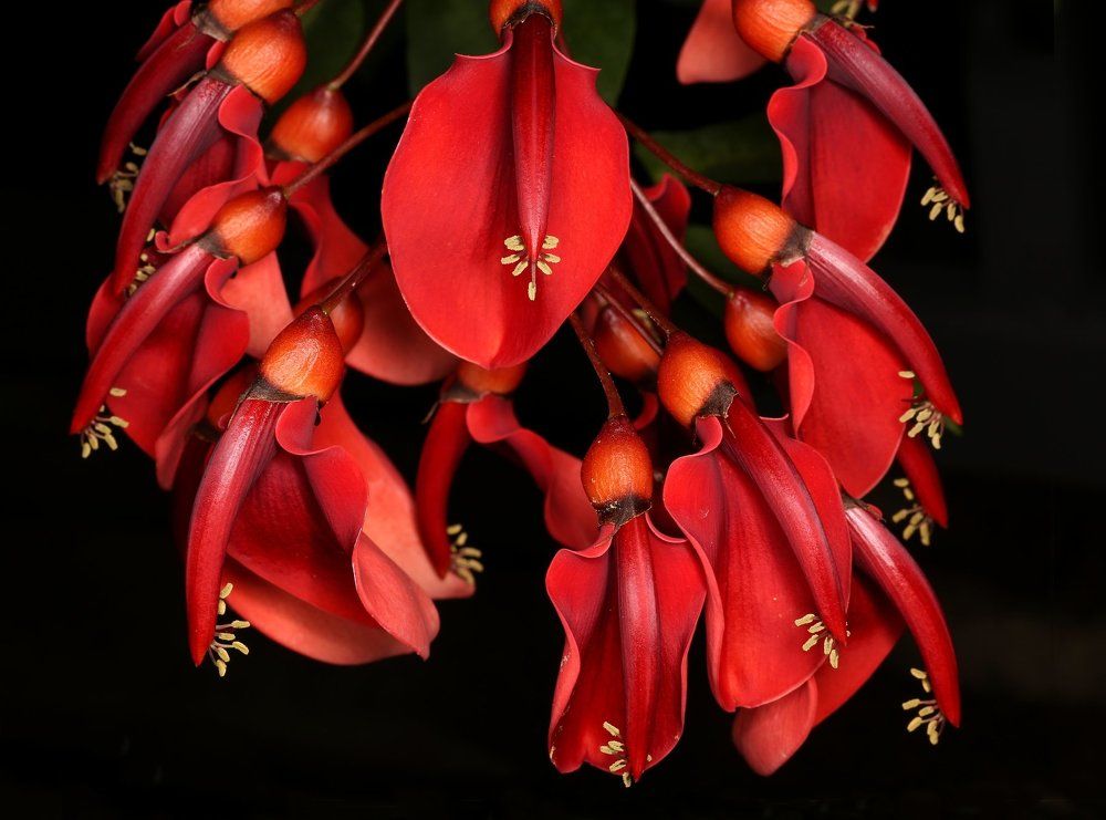 Красное и чёрное.