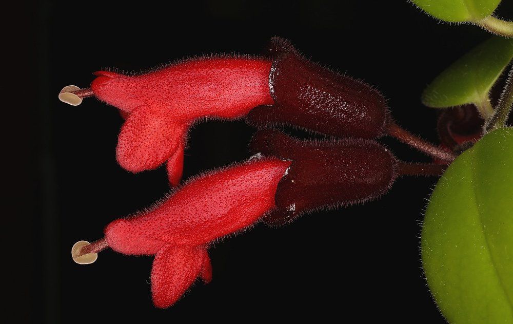 Красная парочка