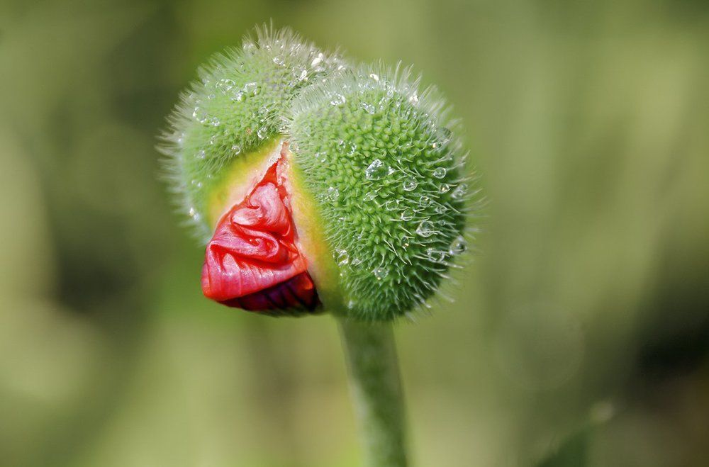 рождение цветка