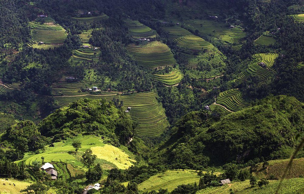 Green rice fields interrupt
