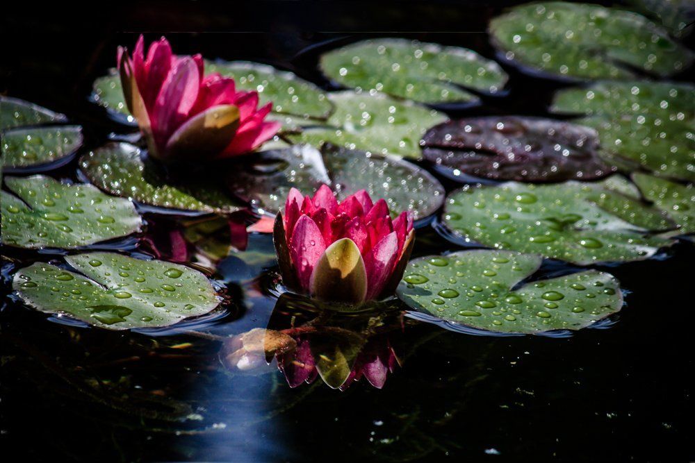 Водяные лилии Red Nymphaeas