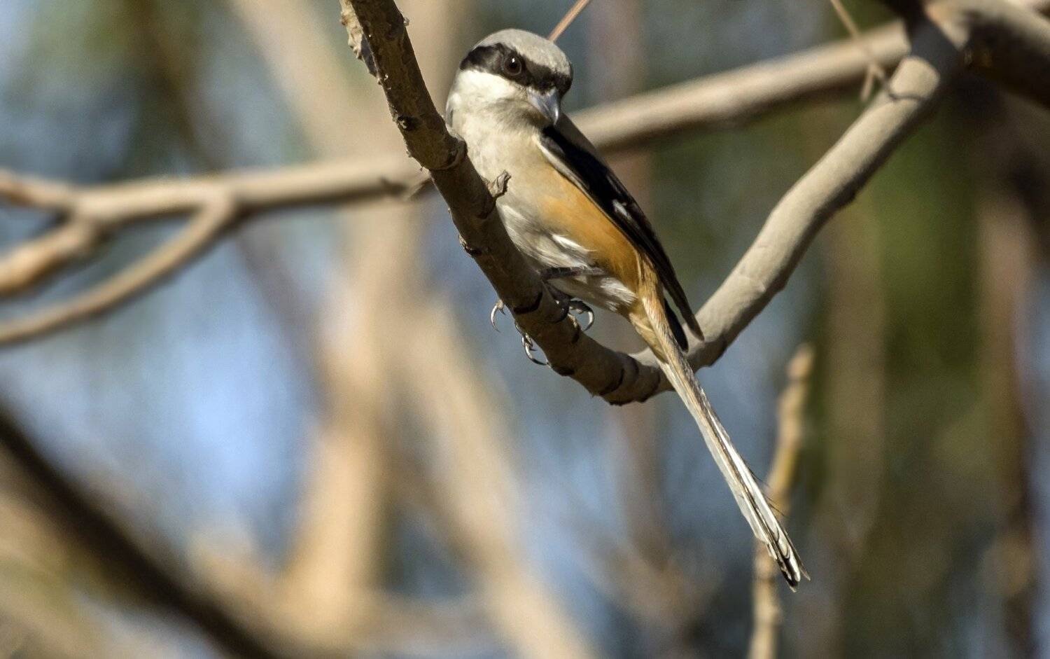 Long Tailed Shrike