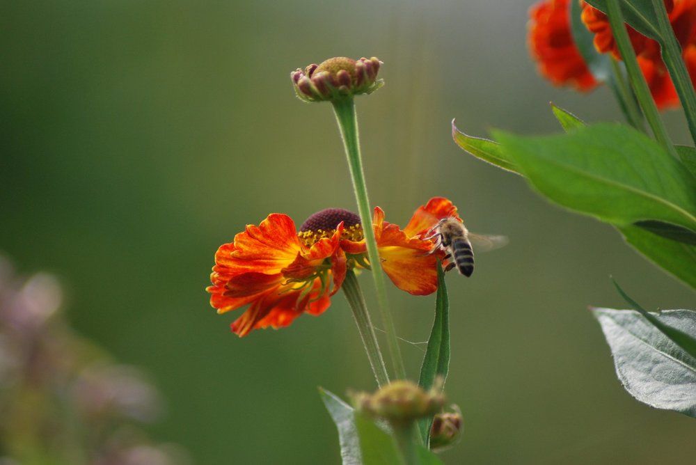 Последний нектар