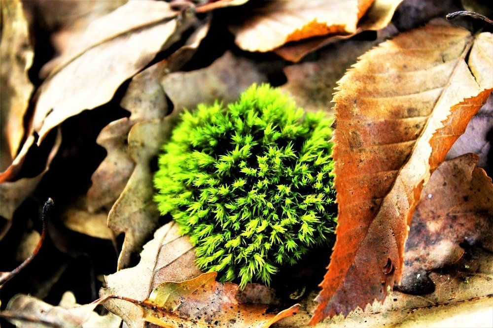 Photograph by irina