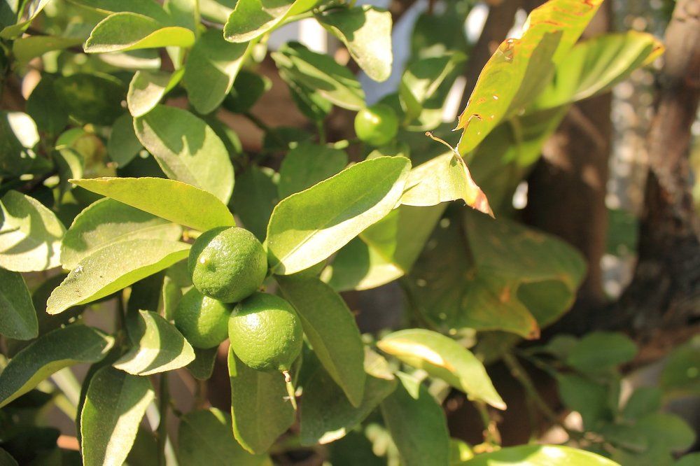 Photograph by Oleksandr