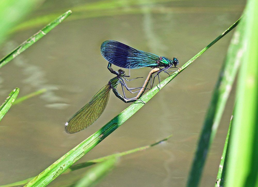 Странная любовь