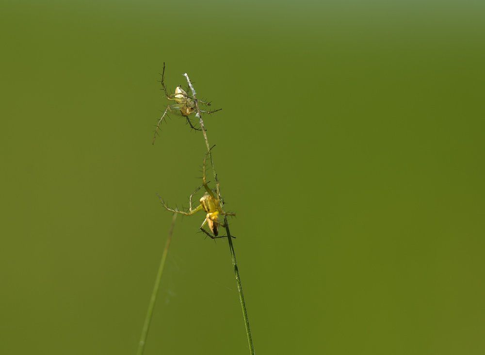 Противостояние