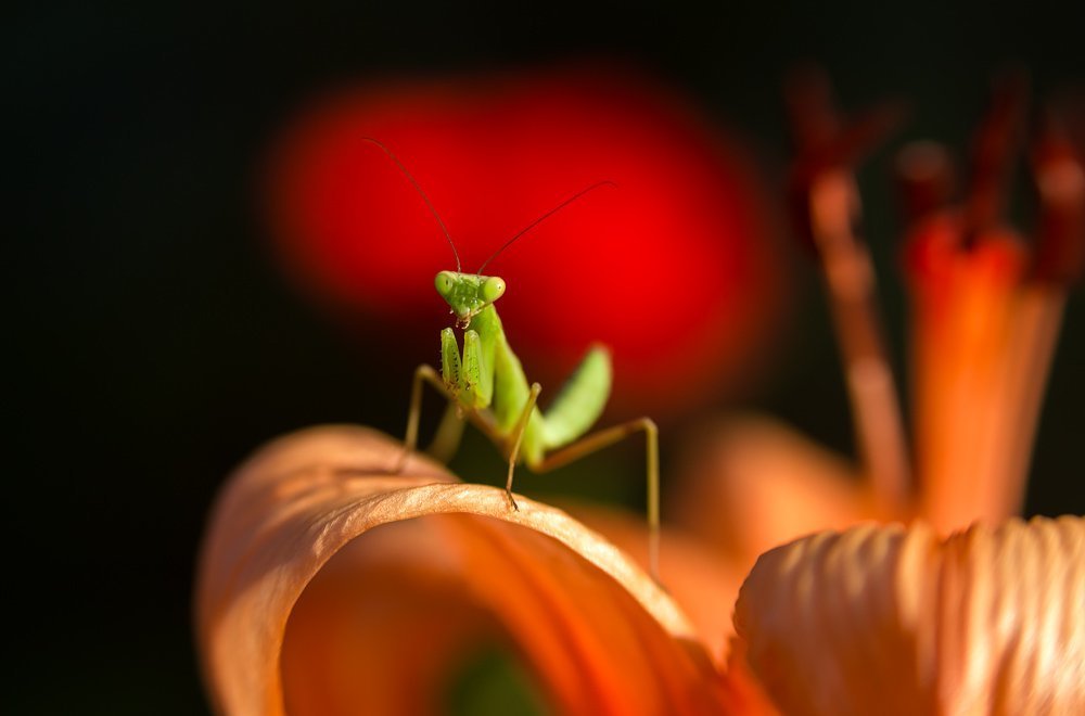 Стиль богомола