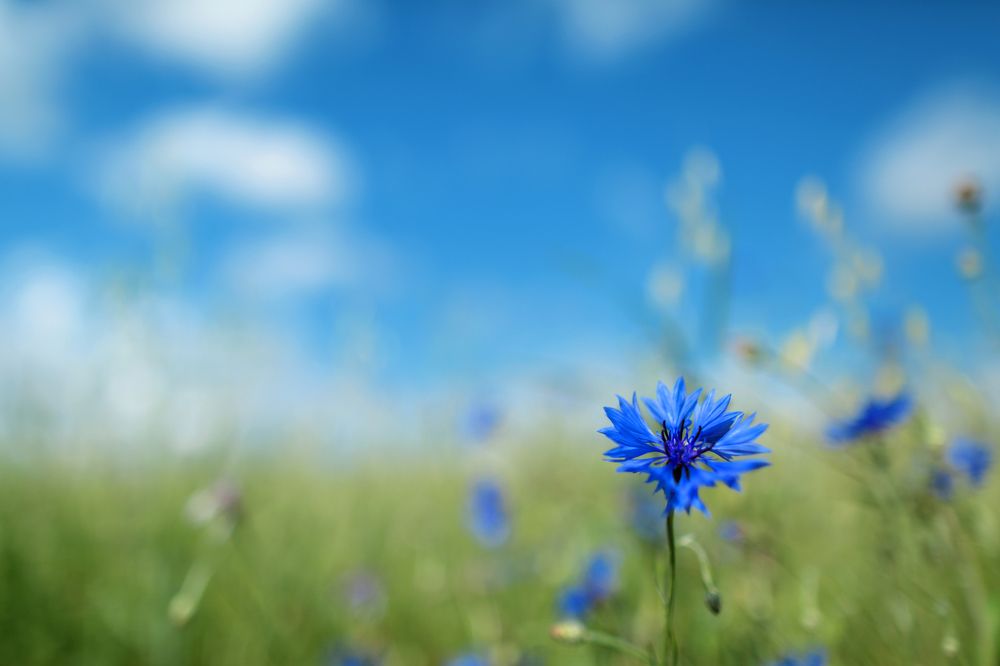 Небесно-синий василёк