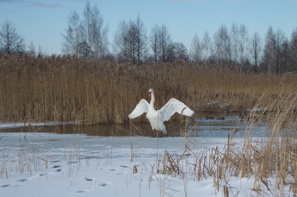 Крылья размять