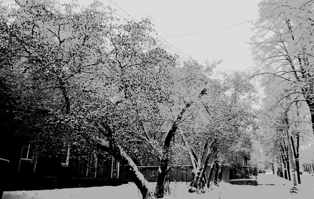 Winter in black and white