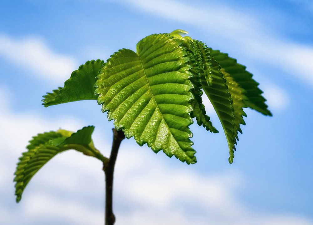 маленькое чудо