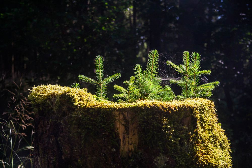 Emerging of new life