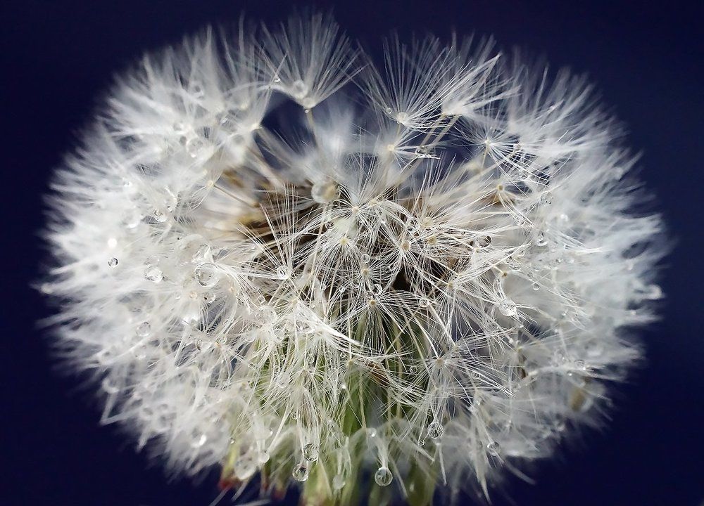 Обдуванчик