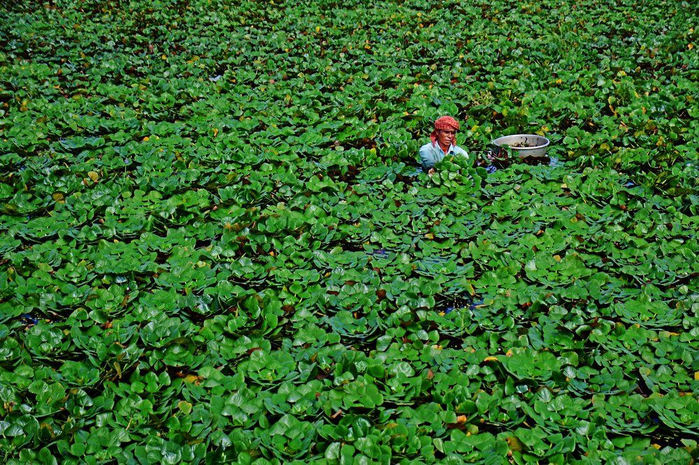 WATER FRUIT COLLECTOR