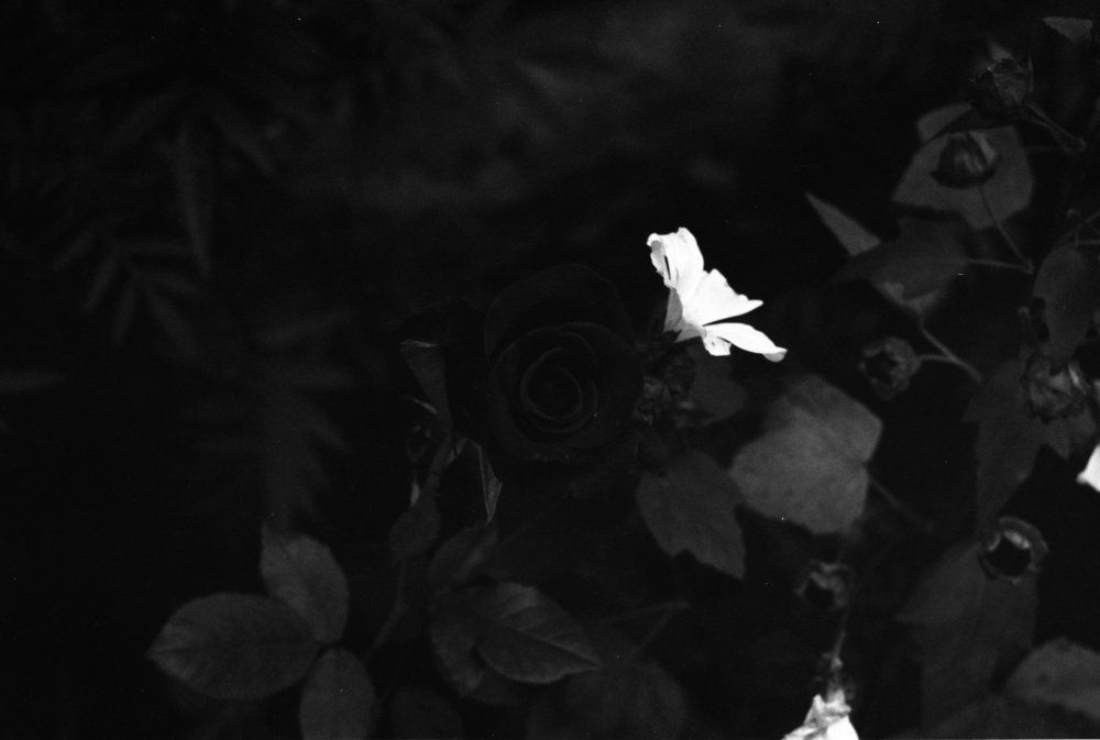 beauty in the dark