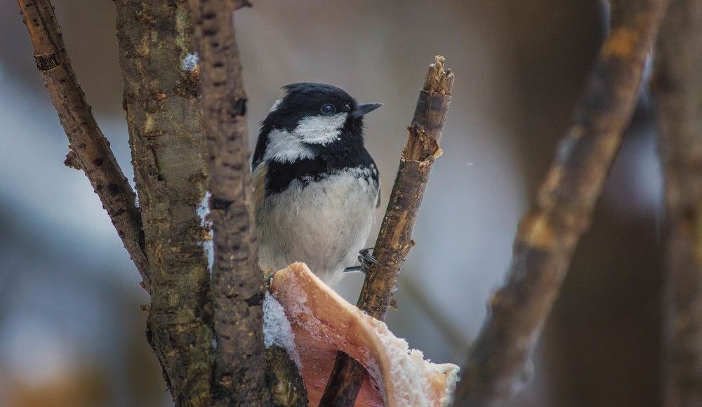 Photograph by Александр Волков